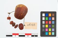Foto von Perlenkette (NHMW-PRAE-026180)